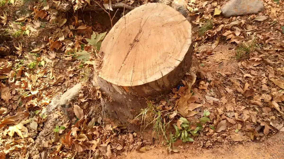 قطع درختان سعدآباد گردن پیمان‌کار افتاد!