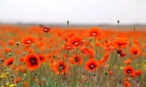 دشت شقایق در اتوبان تهران ـ قم /عکس: محبوبه جندقی