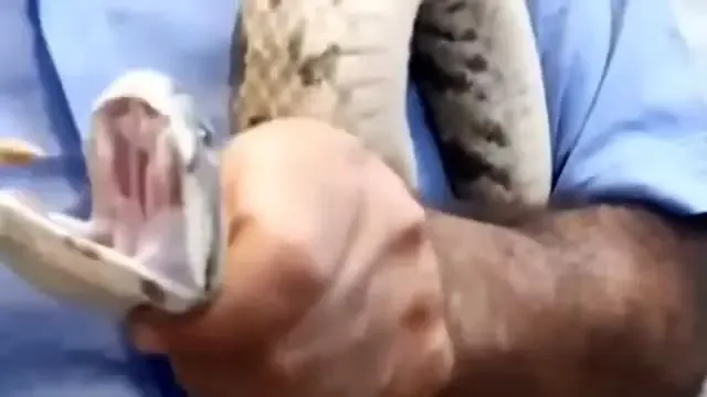 زندگی کردن عجیب یک خانواده ایرانی با صدها مار سمی!