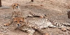 «آذر» و «توران» قرنطینه شدند