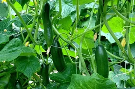 چه کسانی باید از خوردن خیار پرهیز کنند؟