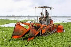 شر یک گونه مهاجم گیاهی از تالاب انزلی کنده شد