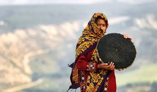 برداشت گل آفتابگردان - گلستان /عکس : عقیل مهقانی