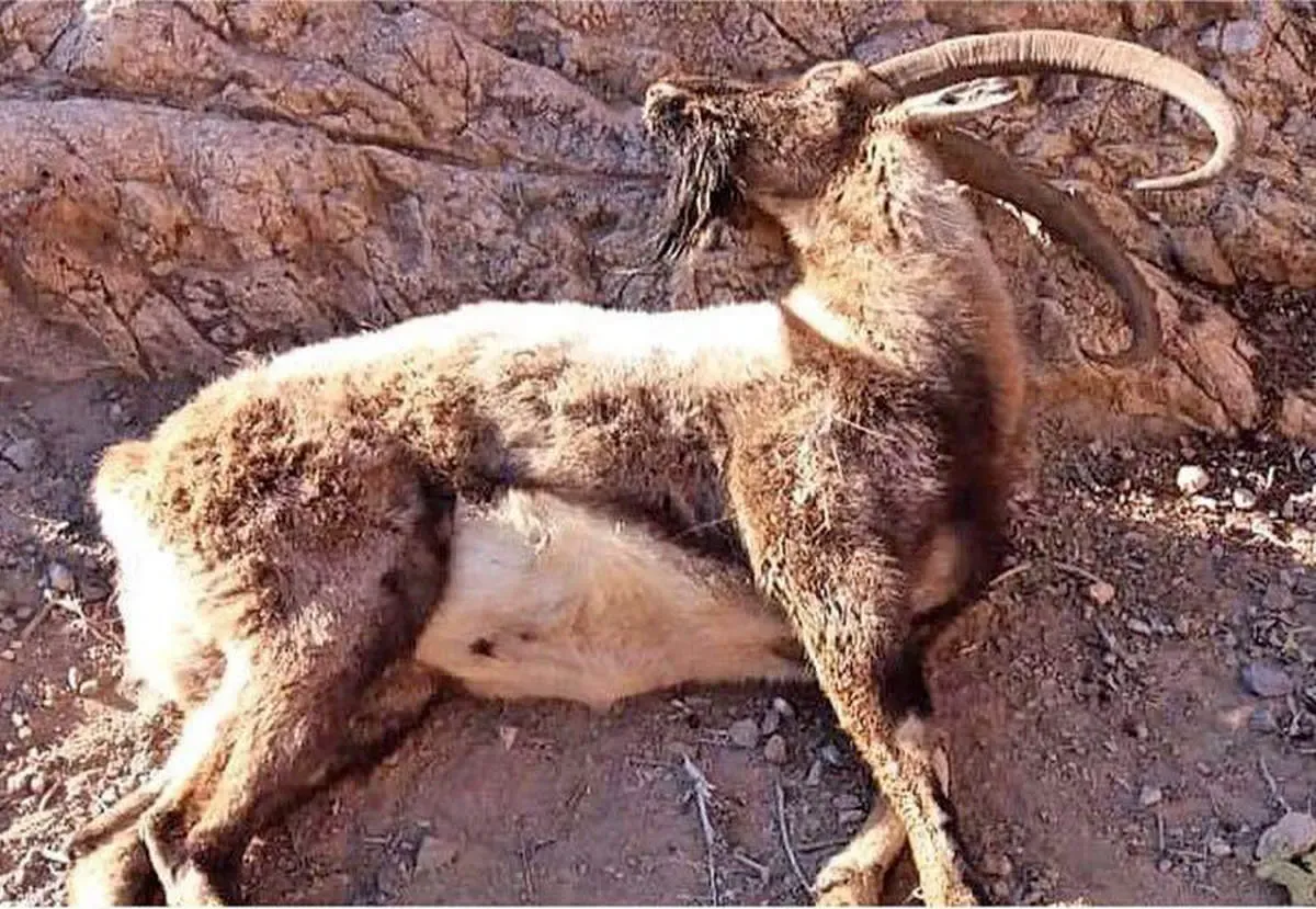 شیوع یک بیماری کشنده ویروسی در پارک ملی بمو؛ منطقه تا اطلاع ثانوی قرنطینه شد