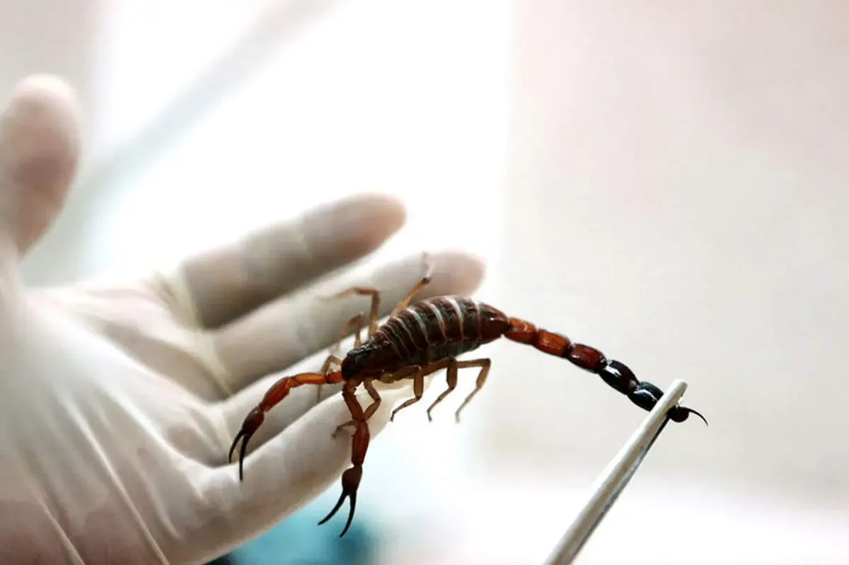 نیش عقرب چند نفر را در ایران کشت؟ | آماری عجیب از عقرب‌گزیدگی در کشور