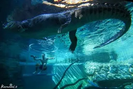 ببینید | لحظات نفسگیر از وحشتناکترین آکواریوم جهان