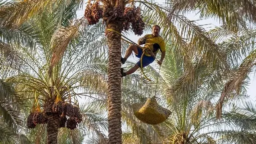 برداشت خرما از نخلستان های جنوب - بوشهر / عکس : افسانه جعفری