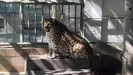 در چین هرکاری می کنند تا این پلنگ لاغر شود!