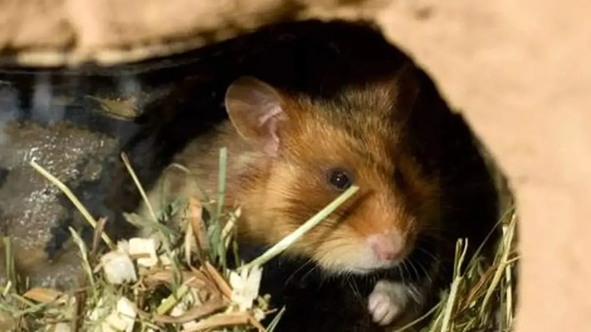 چرا بعضی وقتها برخی حیوانات بچه‌های خود را می‌خورند؟