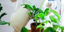 علت شل شدن برگ گیاهان آپارتمانی چیست؟