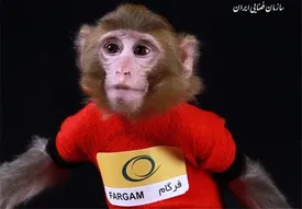 میمونهایی که به فضا پرتاب شدند هم اکنون دارای همسر و فرزند هستند!