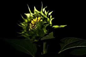 گیاهان شب ها  می خوابند؟