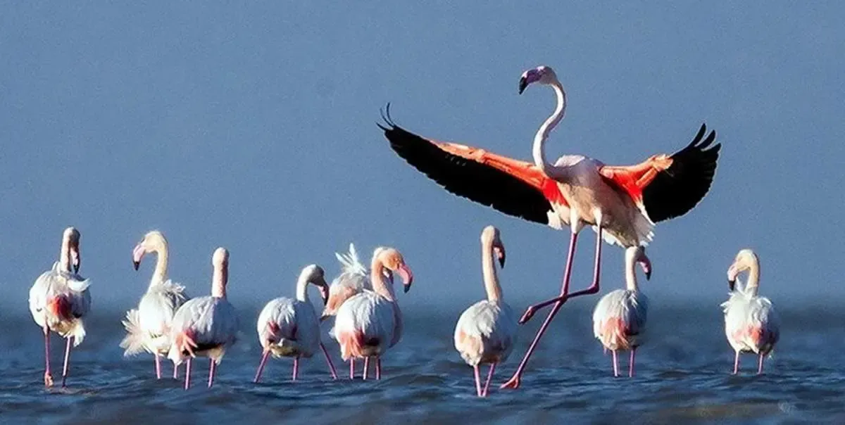 پرندگان مهاجر امسال به کرمانشاه می آیند؟