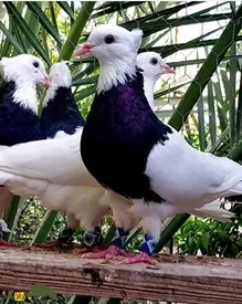 طوقی کدام شهر ایران محبوب تر است؟ تهران، همدان یا کاشان؟