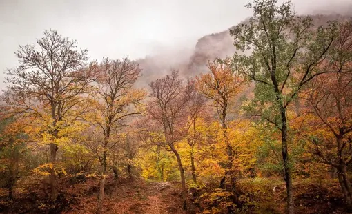 پاییز هزار رنگ جنگل های هیرکانی/عکس:مجید عسگری پور