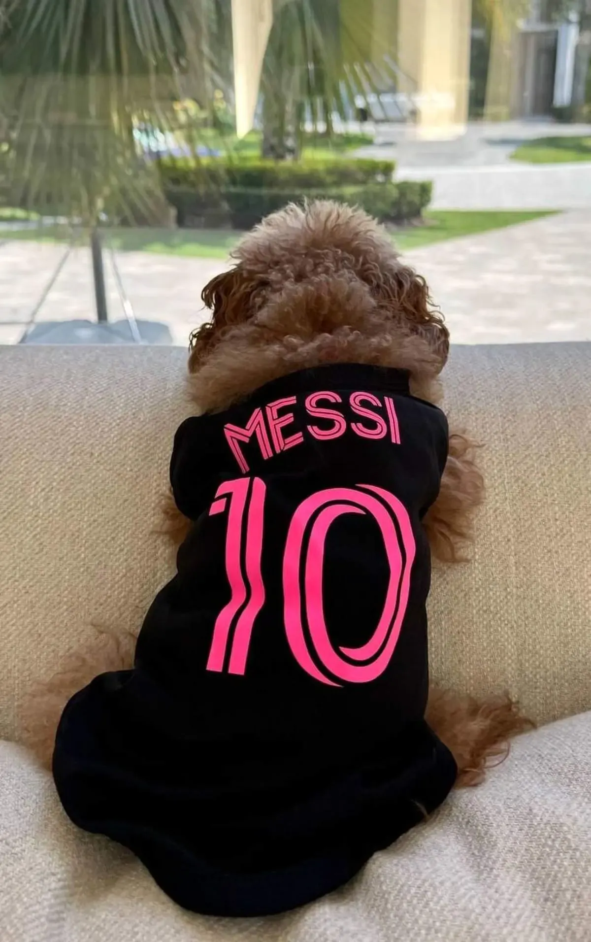 سگی که عاشق لیونل مسی است!/ عکس