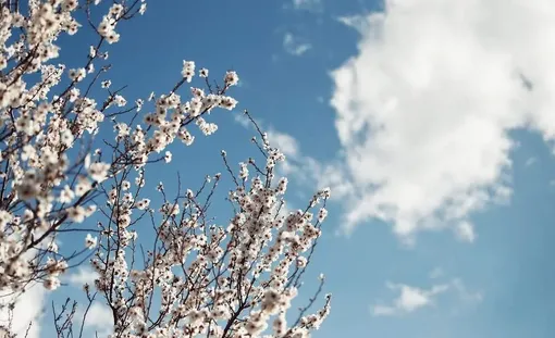 بوی خوش بهار در همدان/ عکس :ایمان حامی خواه