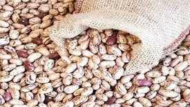 لوبیا چیتی هم قیمت گوشت شد