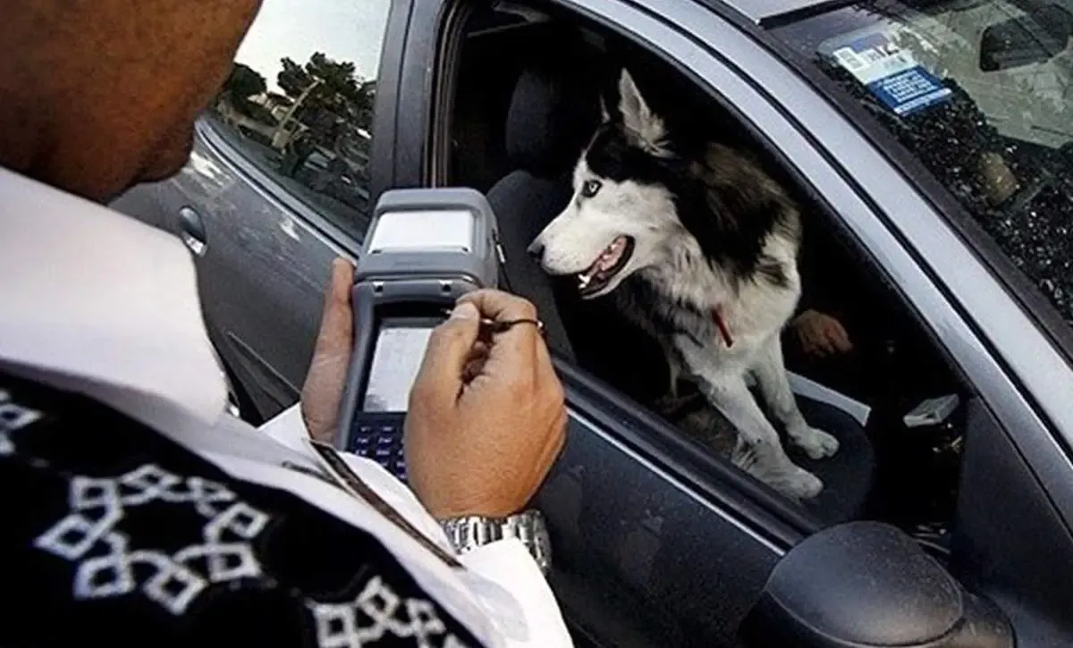 هر ۱۰ تهرانی یک سگ خانگی!