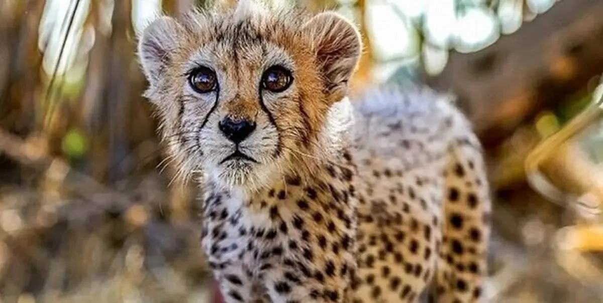 نسل یوزپلنگ ایرانی 5 سال فاصله با نابودی کامل!