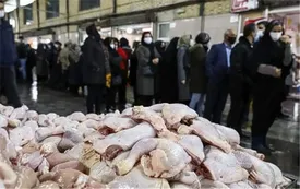 روایتی تلخ و تکان دهنده از تأثیر گرانی مرغ بر سفره نیازمندان/ برخی افراد برای تهیه مرغ ناچار به مبادله کالا به کالا شده‌اند