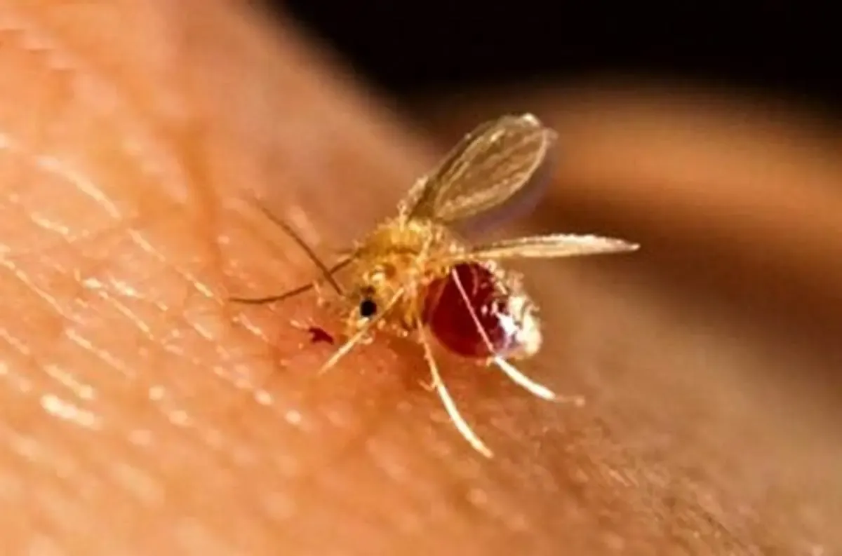 بیماریی که سالانه بین هزار تا دو هزار نفر به آن مبتلا می‌شوند