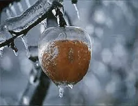 یخبندان شدید در ایران/ ۲۵ استان دمای زیر صفر را تجربه کردند
