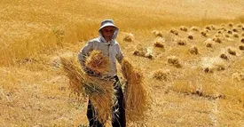 خبر مهم درباره پرداخت مطالبات گندمکاران/ قیمت جدید