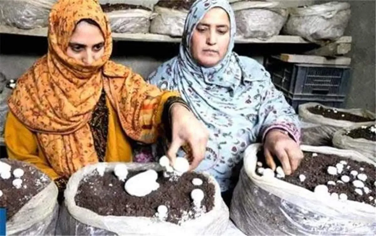 قیمت بالای گوشت باعث افزایش مصرف قارچ شده است / میزان تولید و مصرف قارچ در ایران نسبت به استانداردهای جهانی عقب است