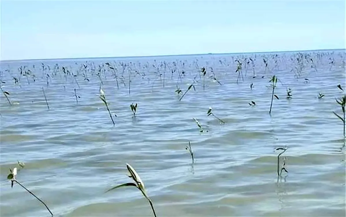 هدیه سبز پتروشیمی شهید تندگویان به محیط زیست