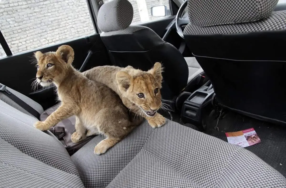 از شیر و خرس و عقرب خانگی تا خرس و مار  و کرکس در خانه ایرانی ها!