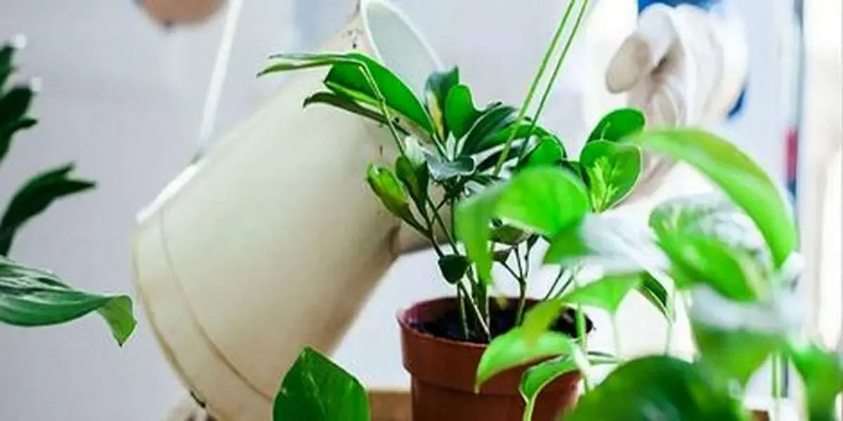 علت شل شدن برگ گیاهان آپارتمانی چیست؟