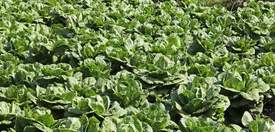 کاهو پیچ هر کیلو گرم ۱۲۰ هزار تومان!