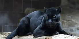 پلنگ شاهرود گربه بود!