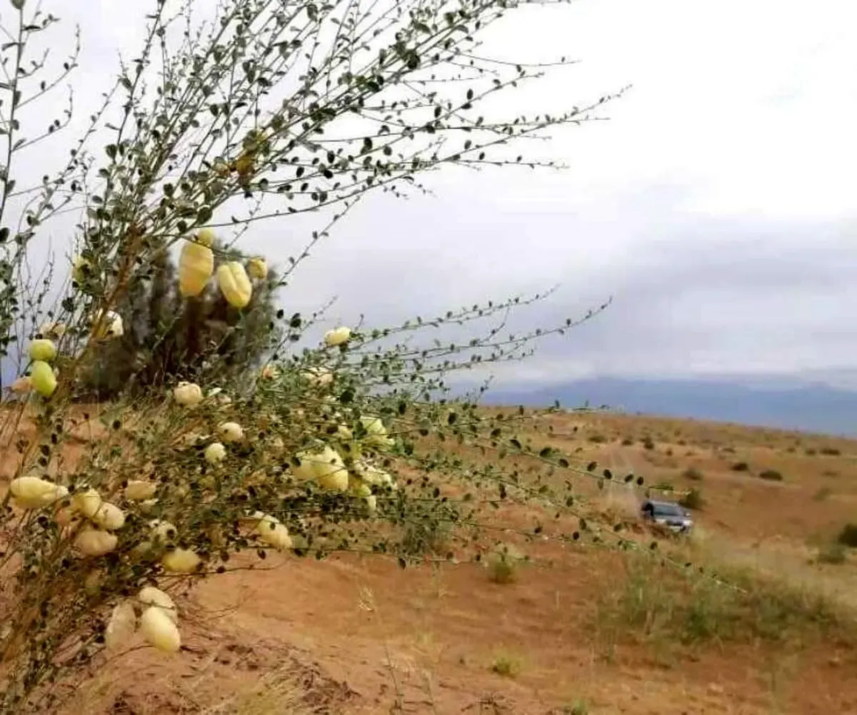 ۱۳۰۰ گونه گیاهی متنوع در سیستان و بلوچستان