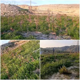 اجرای طرح‌های زنجیره سبز و آبی در سه شهرستان استان خوزستان