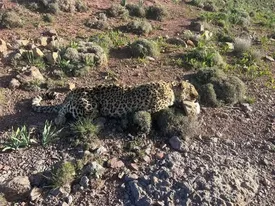 کشف لاشه یک قلاده پلنگ در یک منطقه شکار ممنوع