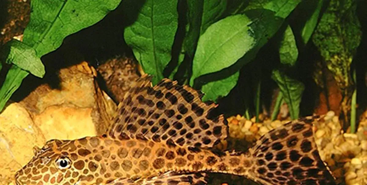 این ماهی بیرون آب هم زنده می ماند!