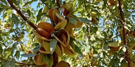 تولید ۱۶۴ هزار تن بادام در کشور