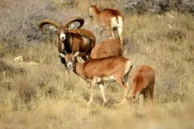 گرمای زمستان برای حیات وحش تهران دردسر ساز شد