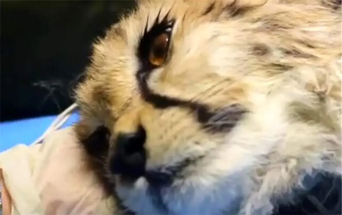 دیالیز «پیروز» بی‌‌فایده بود / «پیروز» تلف شد