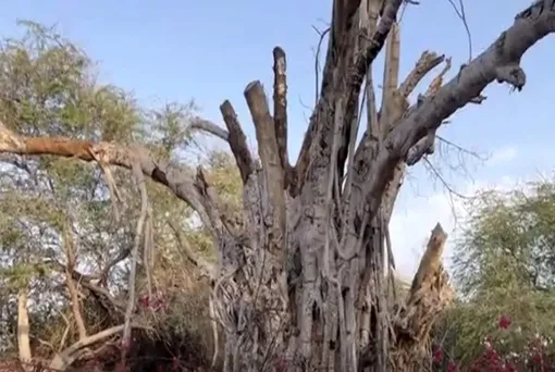 حال و روز ناخوش درخت 500 ساله کیش