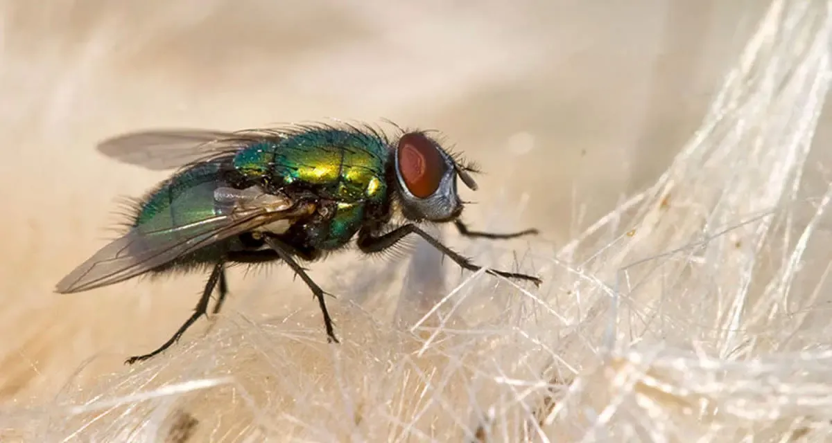 ساخت پلاستیک تجزیه‌پذیر از مگس‌های مرده