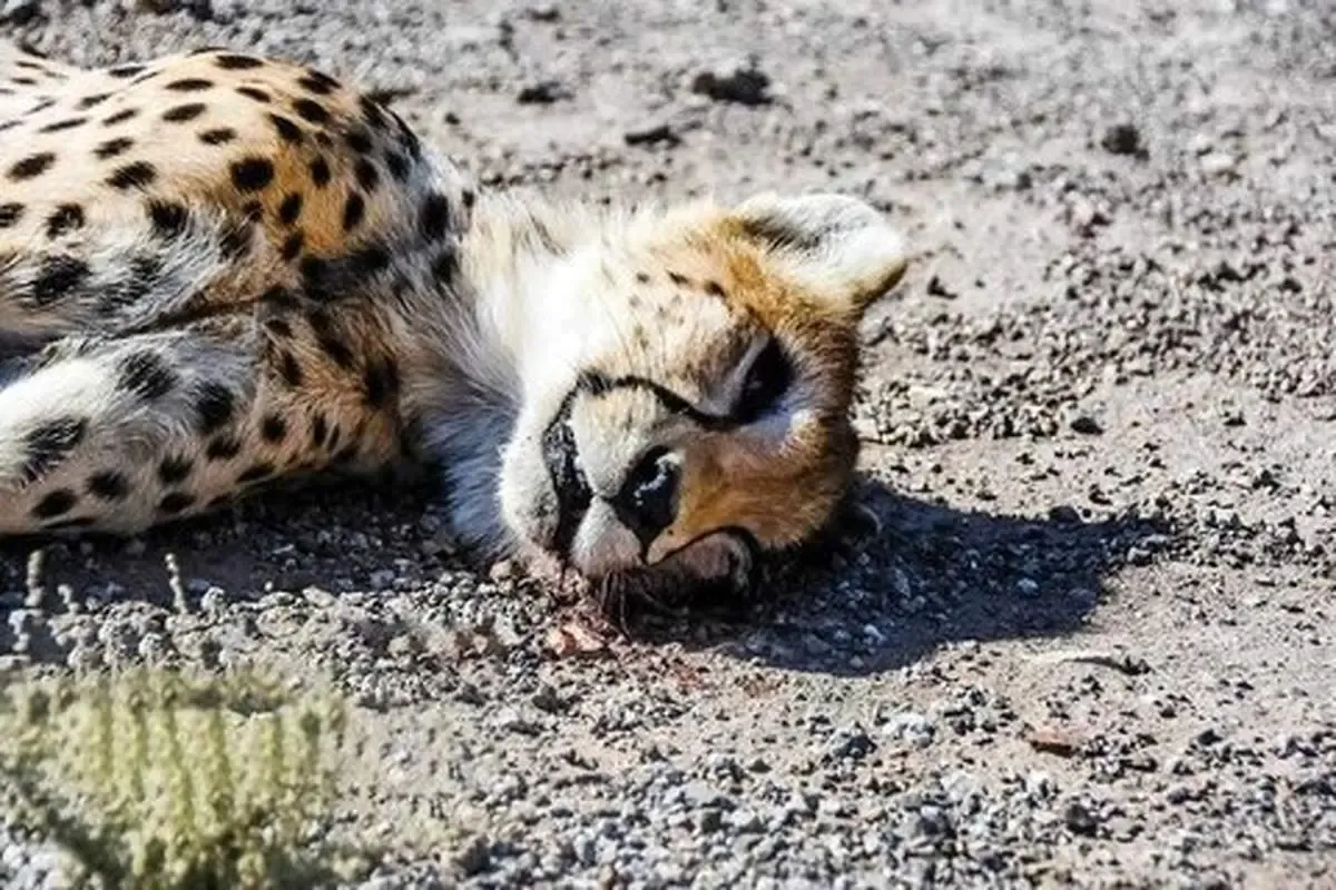 یوزپلنگ‌هایی که از دست می‌روند