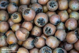 میوه مفید برای قلب و مغز