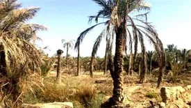جعل گواهی بهداشت نخلهای صادراتی به قطر/ بازگشت ۴۴۵ راس نخل به کشور/ سیب زمینی از ازبکستان مرجوع نشد