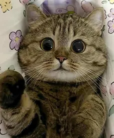 گربه های بامزه یا خون آشام های ترسناک!