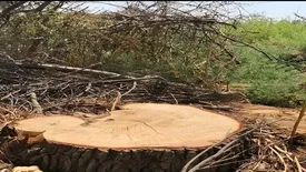 مرگ آرام درختان تهران