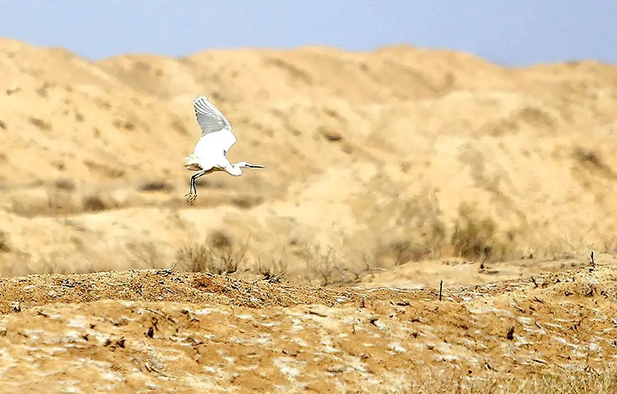گاوخونی صد درصد خشک شده/ حقابه های ناچیز و رفتارهای اشتباه در قبال رودها و تالاب های ایران ادامه دارد