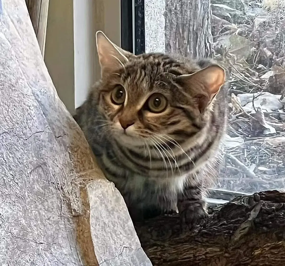 کُشنده‌ترین گربه جهان را بشناسید